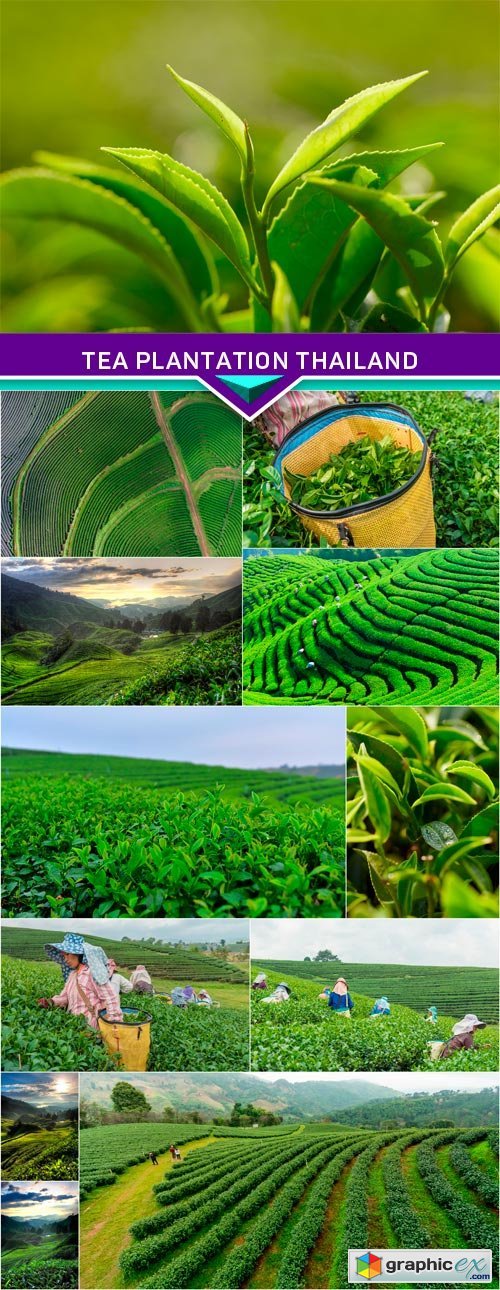 Tea plantation Thailand 12x JPEG