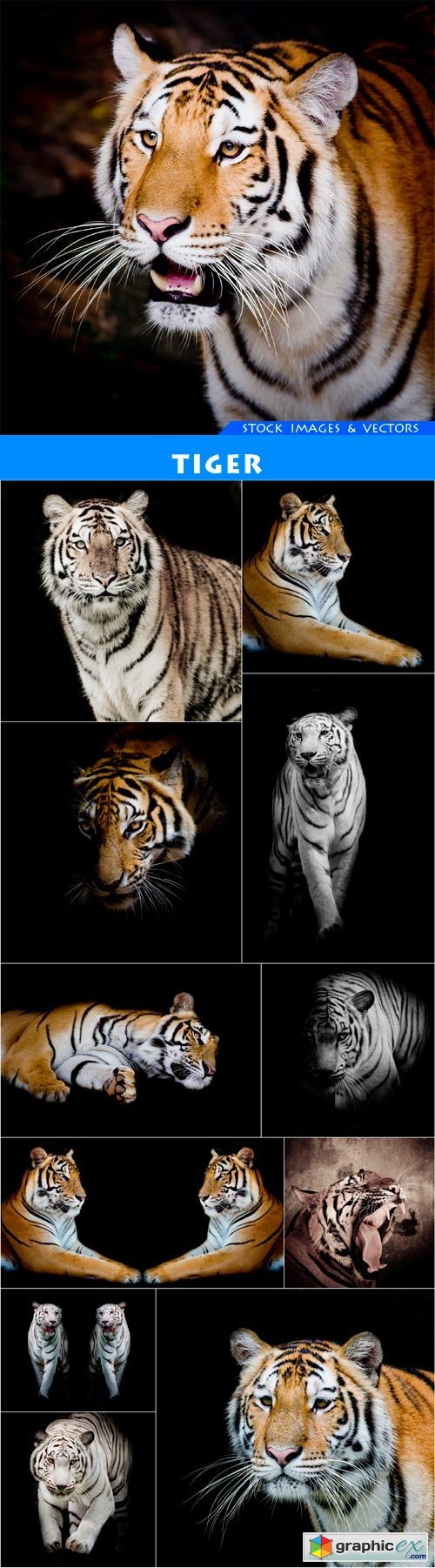 Tiger #1 12X JPEG