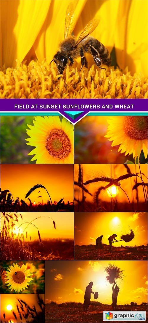 Field at sunset sunflowers and wheat 10x JPEG