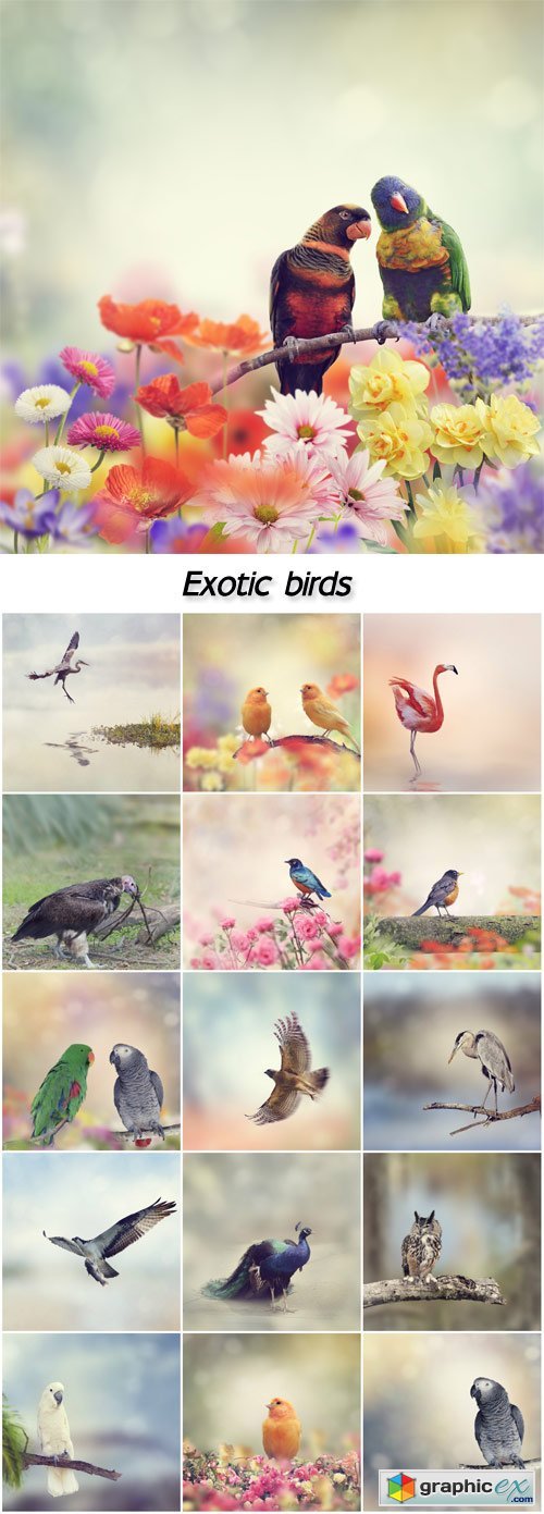 Exotic birds, flamingos, peacocks, parrots