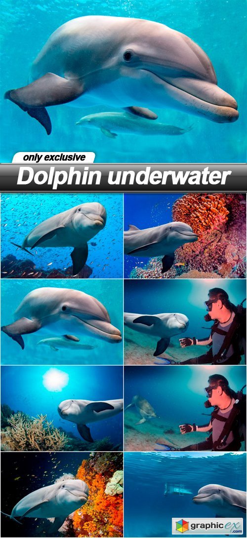 Dolphin underwater - 8 UHQ JPEG