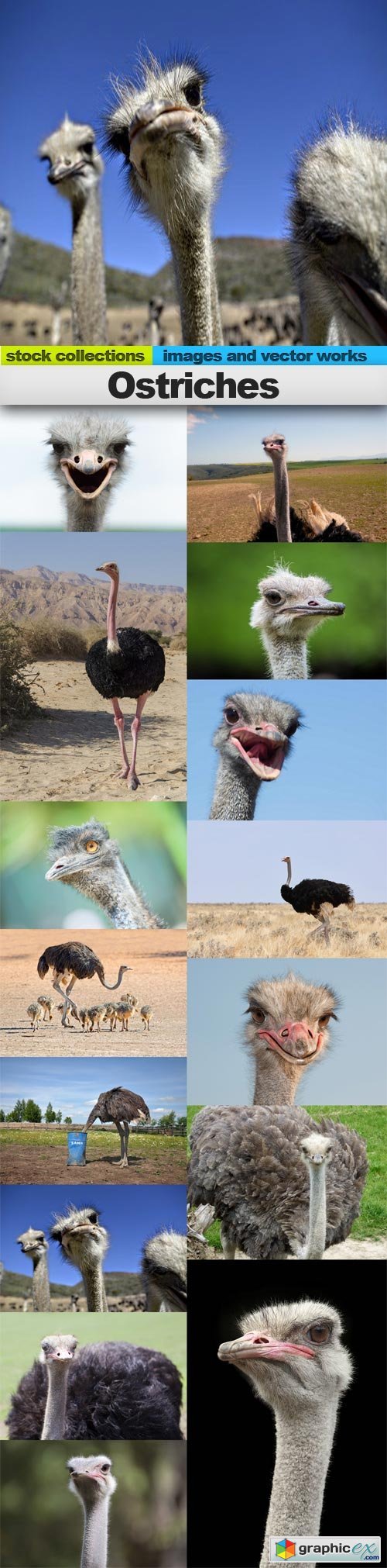 Ostriches, 15 x UHQ JPEG