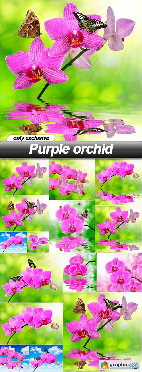 Purple orchid - 15 UHQ JPEG