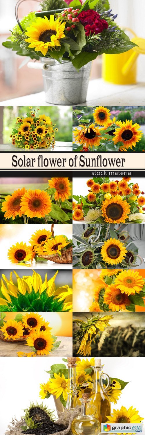  Solar flower of Sunflower