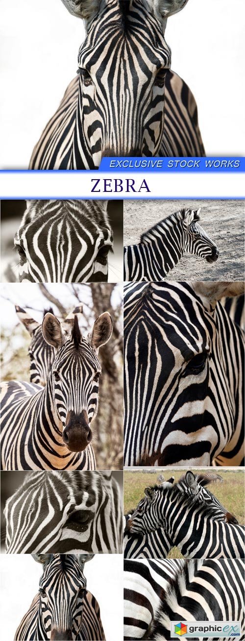 Zebra 8X JPEG