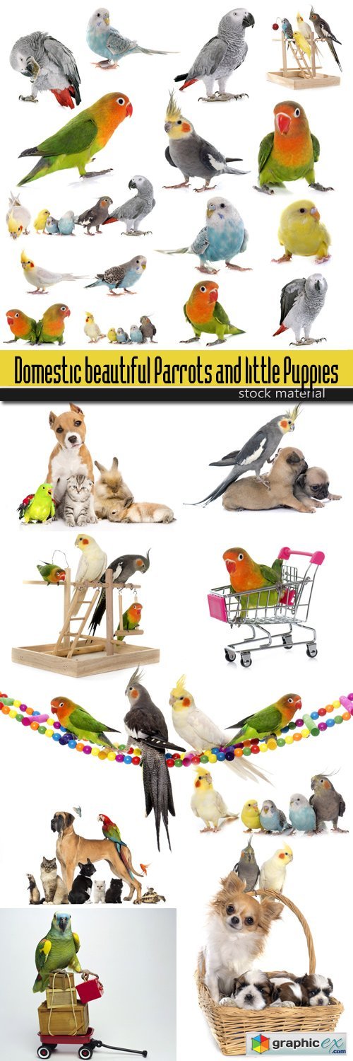Domestic beautiful Parrots and little Puppies