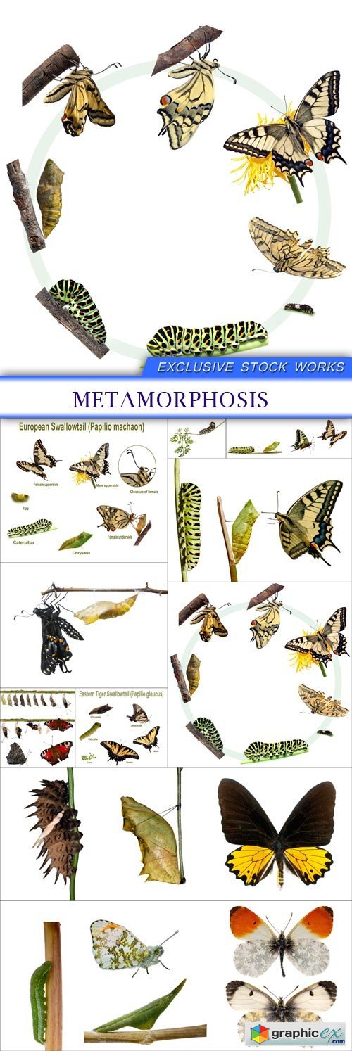 Metamorphosis 10X JPEG