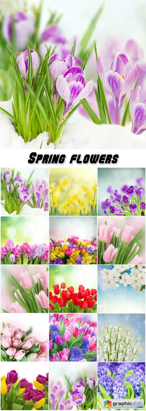 Spring flowers, tulips, crocuses, hyacinths