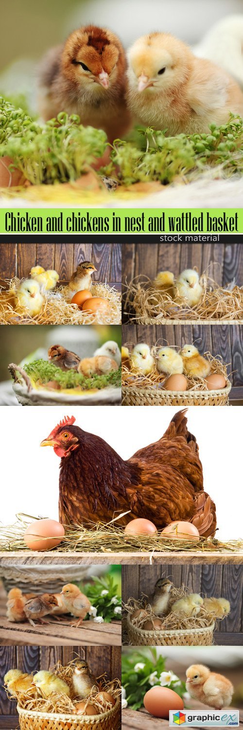 Chicken and chickens in nest and wattled basket
