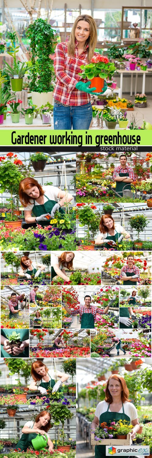 Gardener working in greenhouse with colourful flowers
