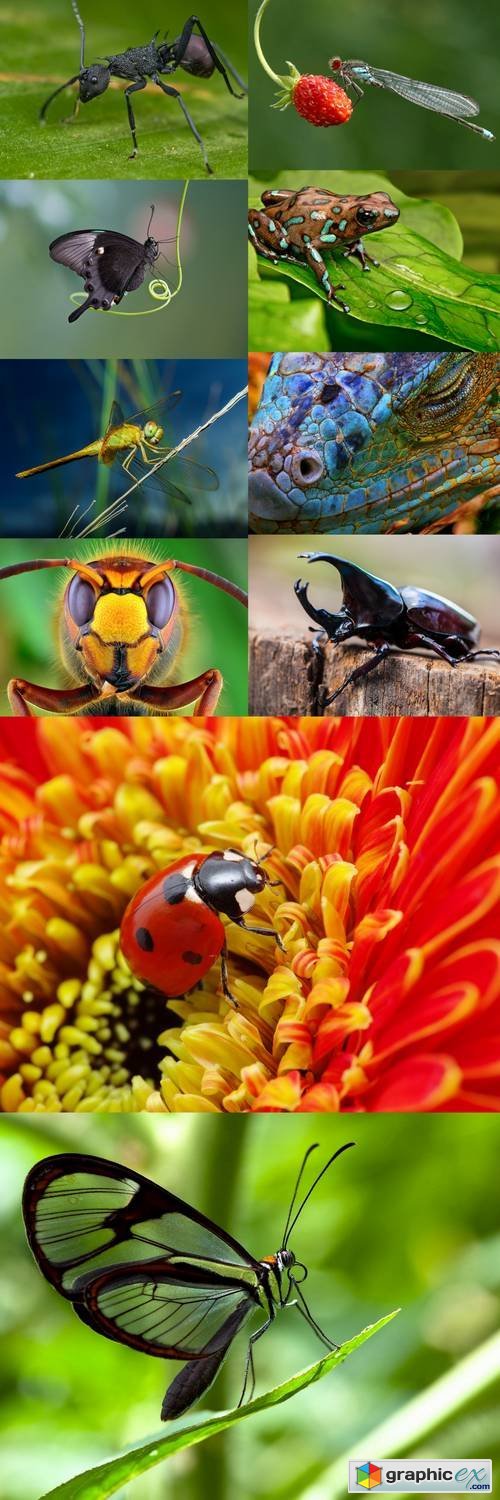 Macro Nature Collection - Animals