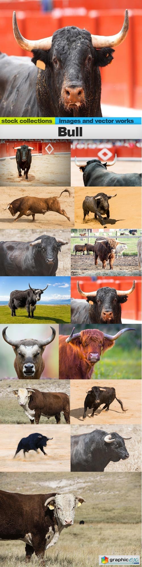 Bull, 15 x UHQ JPEG