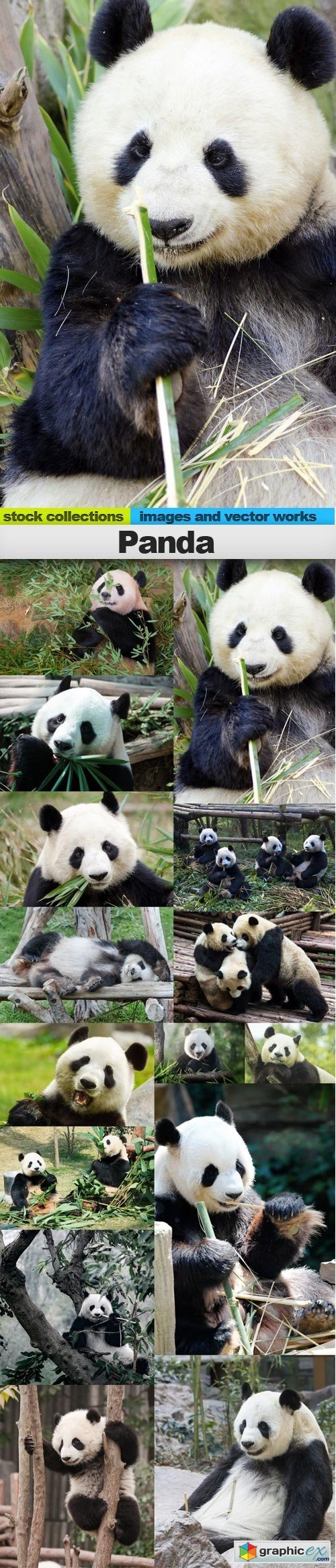 Panda, 15 x UHQ JPEG