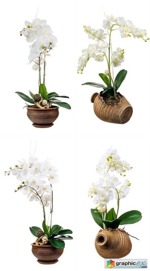 Floral Arrangement from Artificial Orchid Flowers isolated on White Background