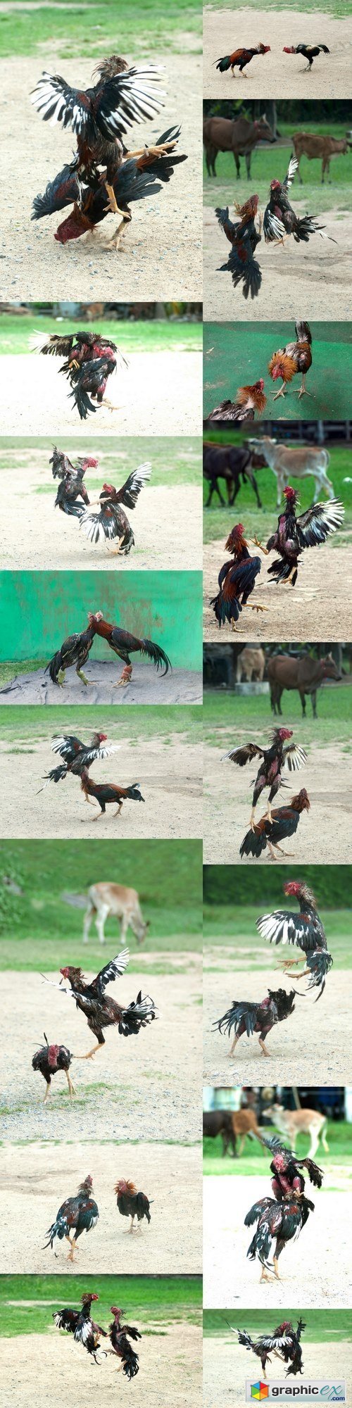 Cockfight in Thailand