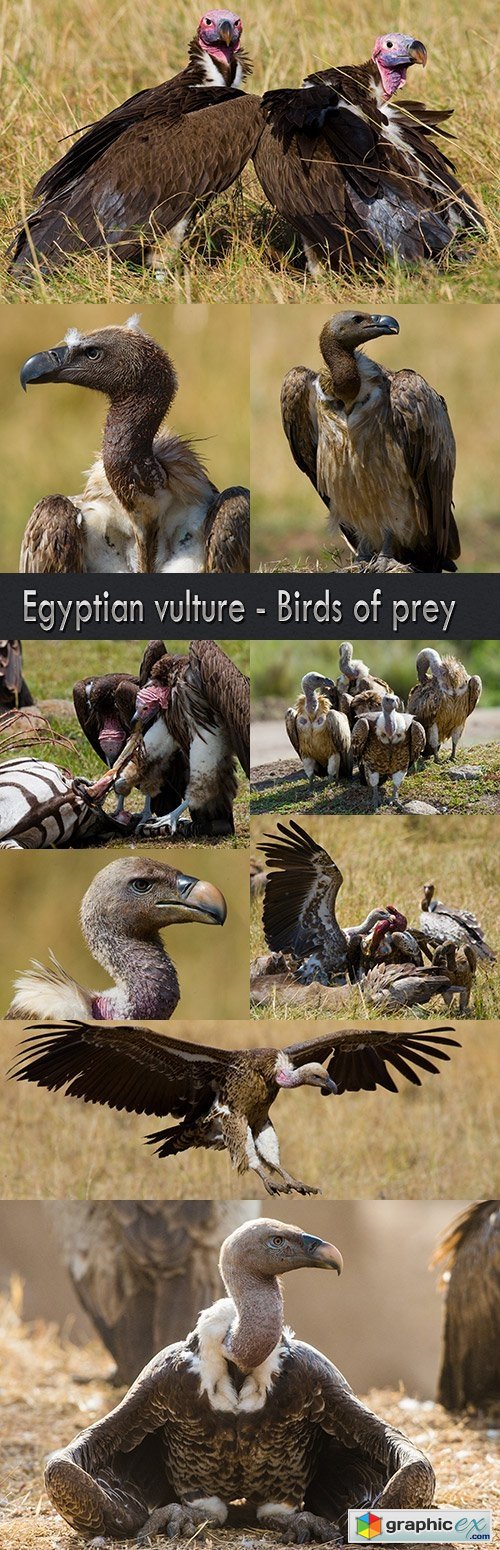 Egyptian vulture - Birds of prey