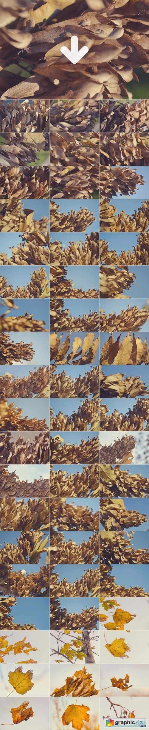 171 Dry Leaves Photography Pack
