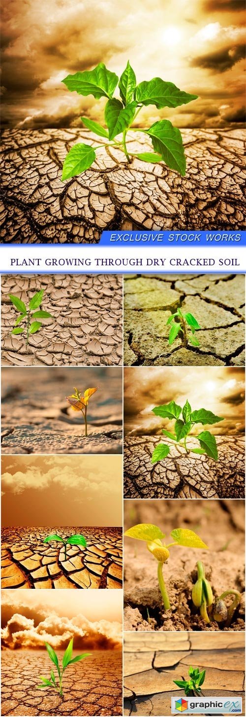 Plant growing through dry cracked soil 8X JPEG