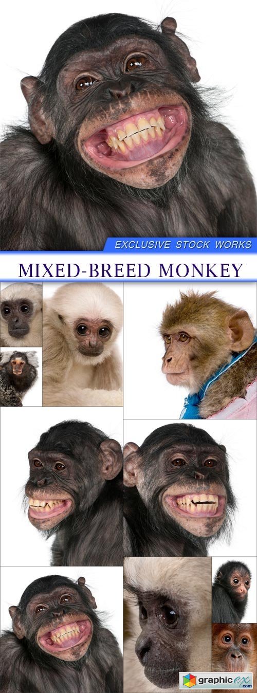 Mixed-Breed monkey 10X JPEG