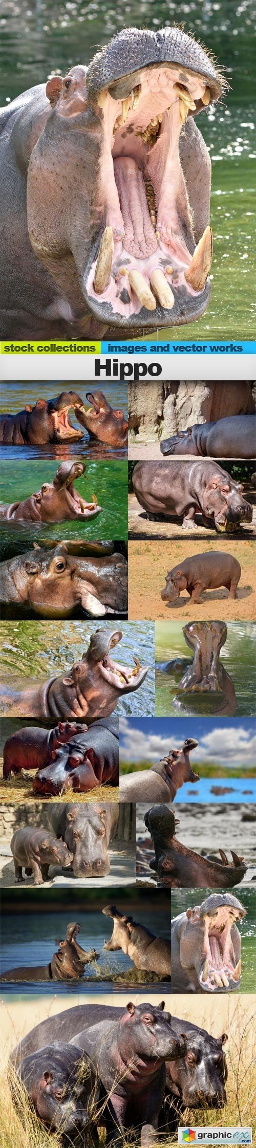 Hippo, 15 x UHQ JPEG