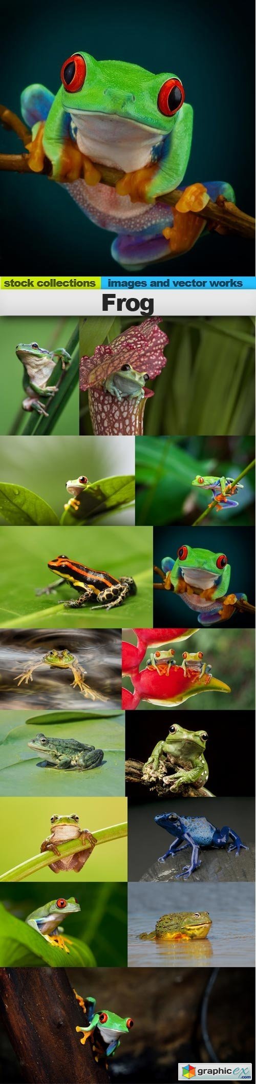 Frog, 15 x UHQ JPEG