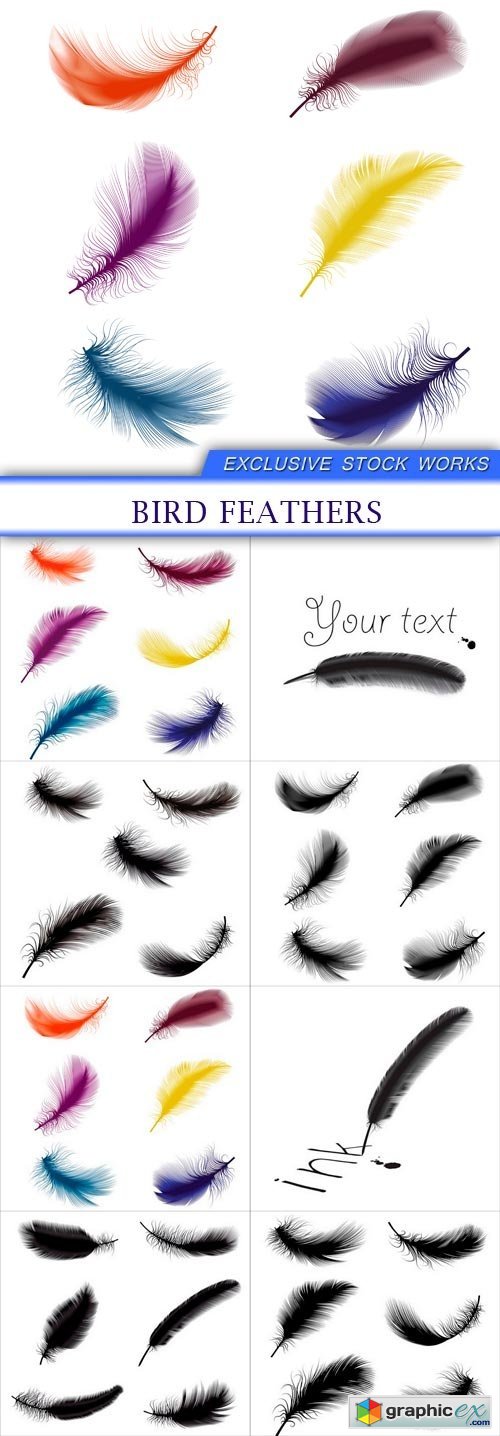 bird feathers 8X EPS