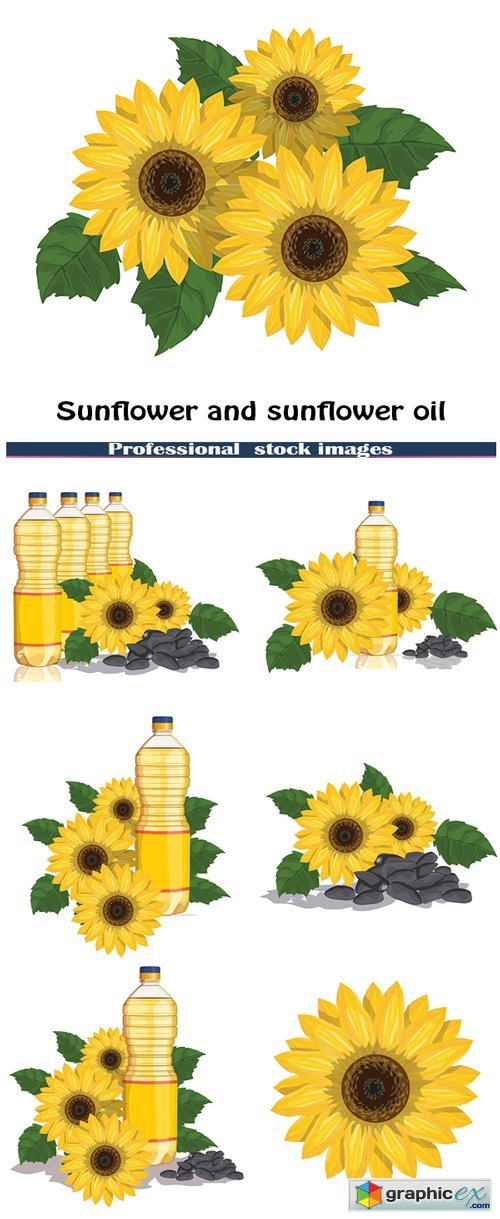 Sunflower and sunflower oil