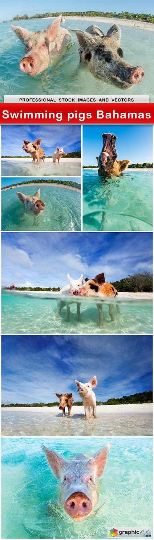 Swimming pigs Bahamas - 7 UHQ JPEG