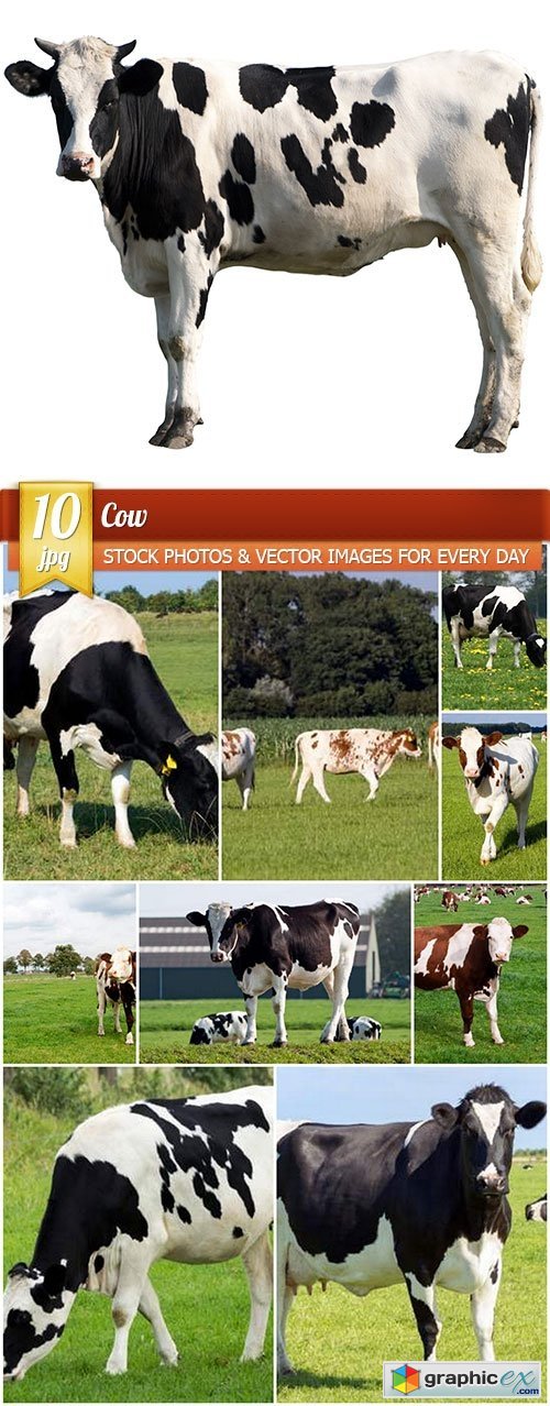 Cow, 10 x UHQ JPEG