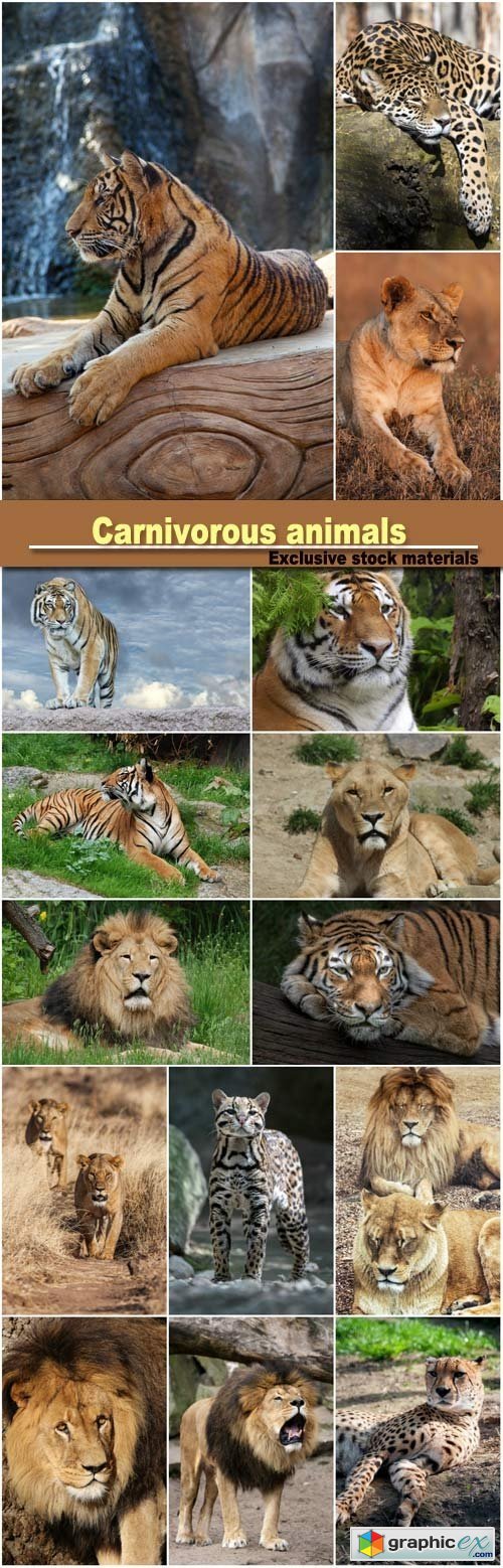 Carnivorous animals, leopard, lion, tiger