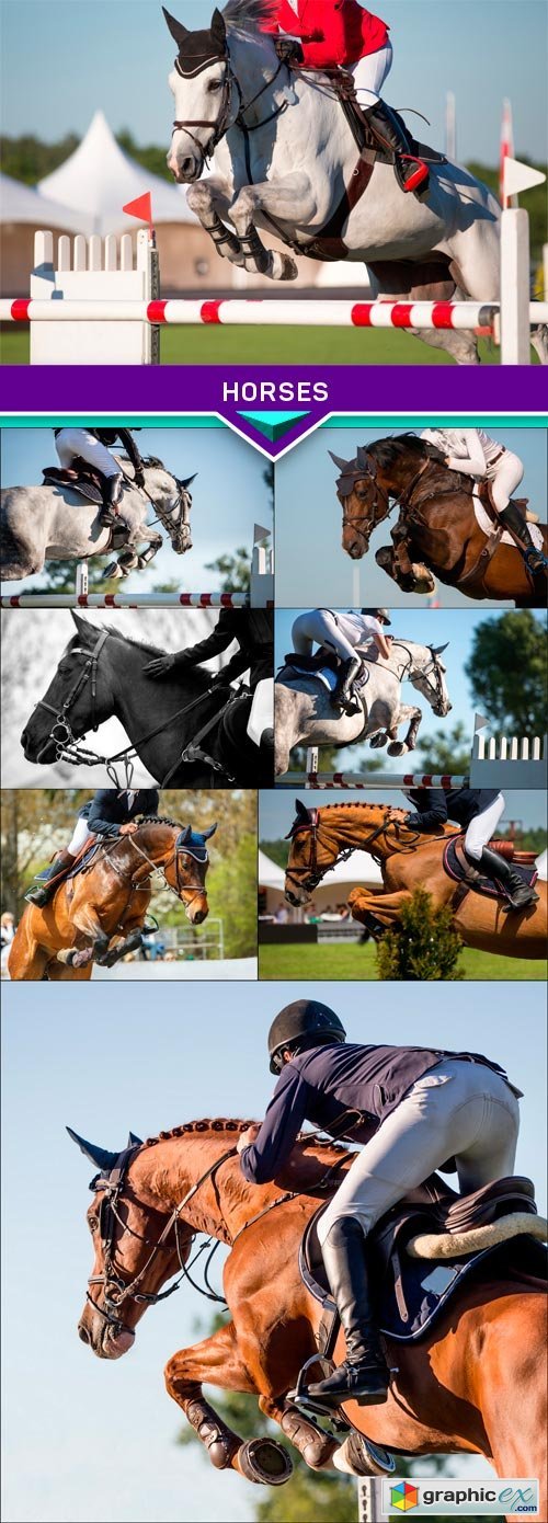 Horses 8x JPEG