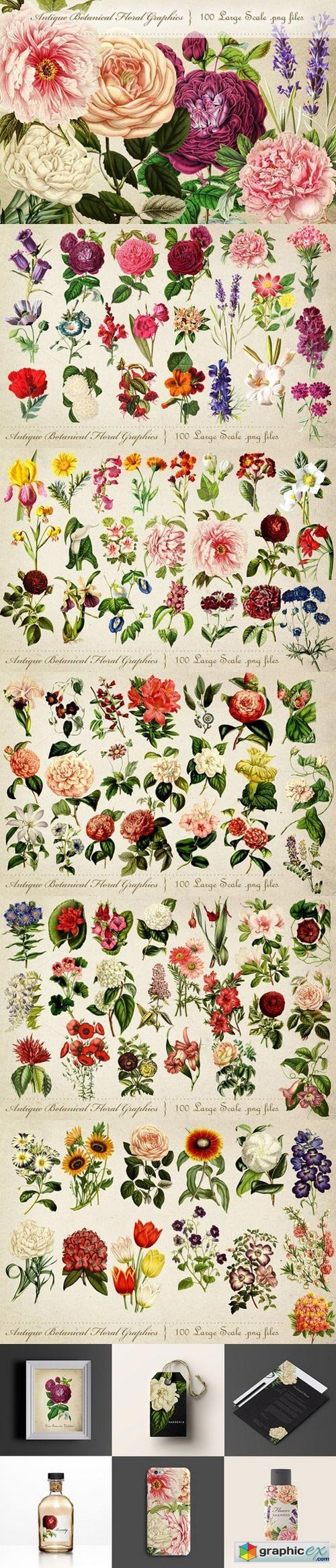 Antique Botanical Floral Graphics