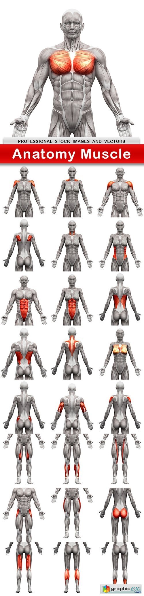 Anatomy Muscle - 25 UHQ JPEG
