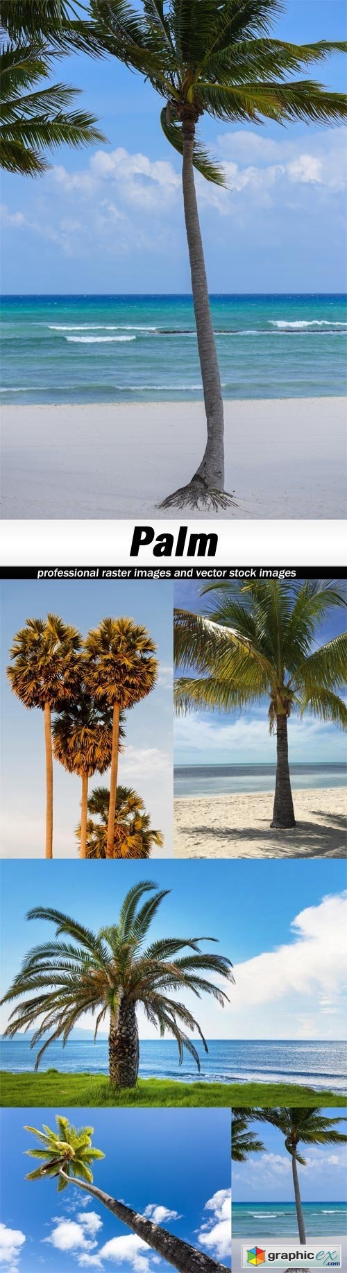 Palm-5xJPEGs