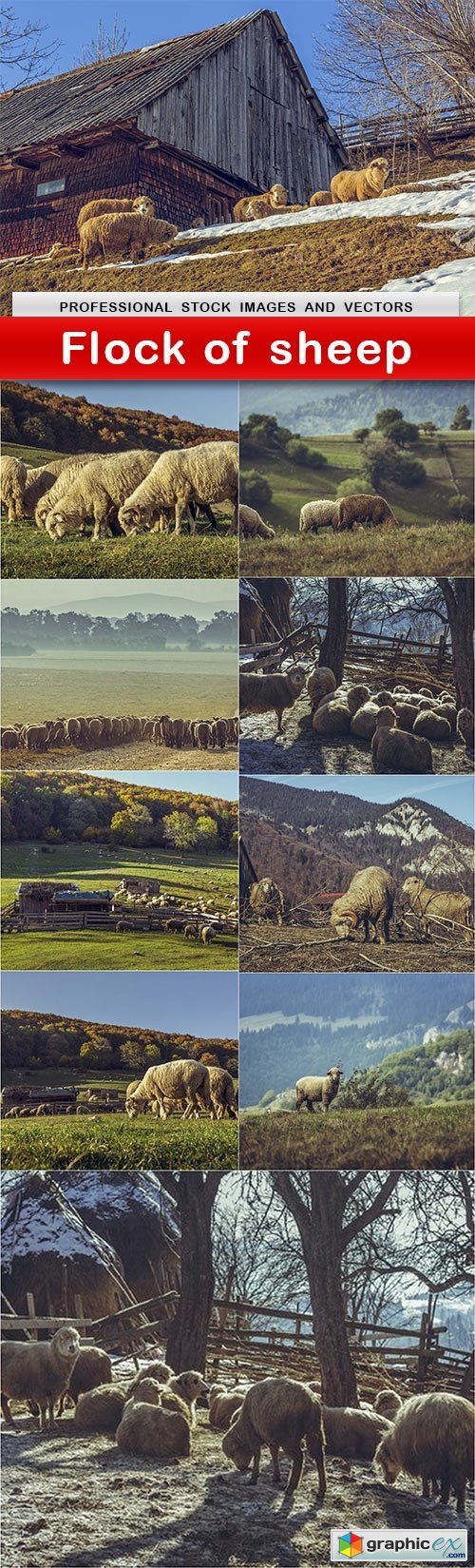 Flock of sheep - 10 UHQ JPEG