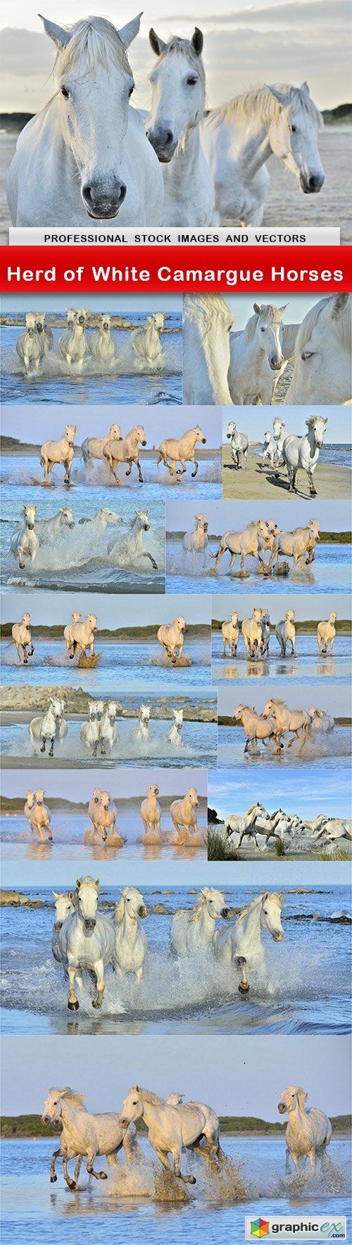 Herd of White Camargue Horses - 15 UHQ JPEG