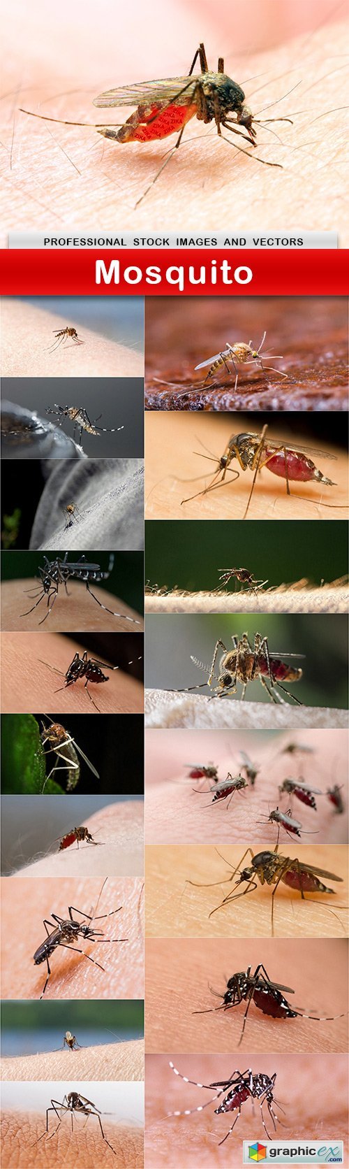 Mosquito - 19 UHQ JPEG