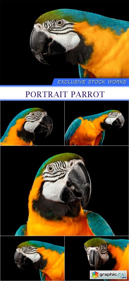 Portrait Parrot 5X JPEG