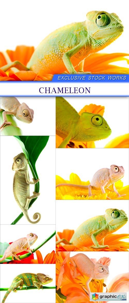 Chameleon 8X JPEG