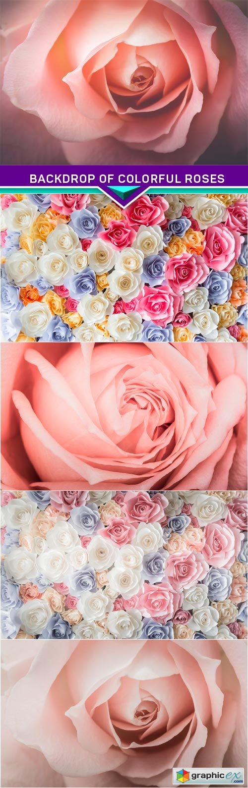 Backdrop of colorful roses 5x JPEG