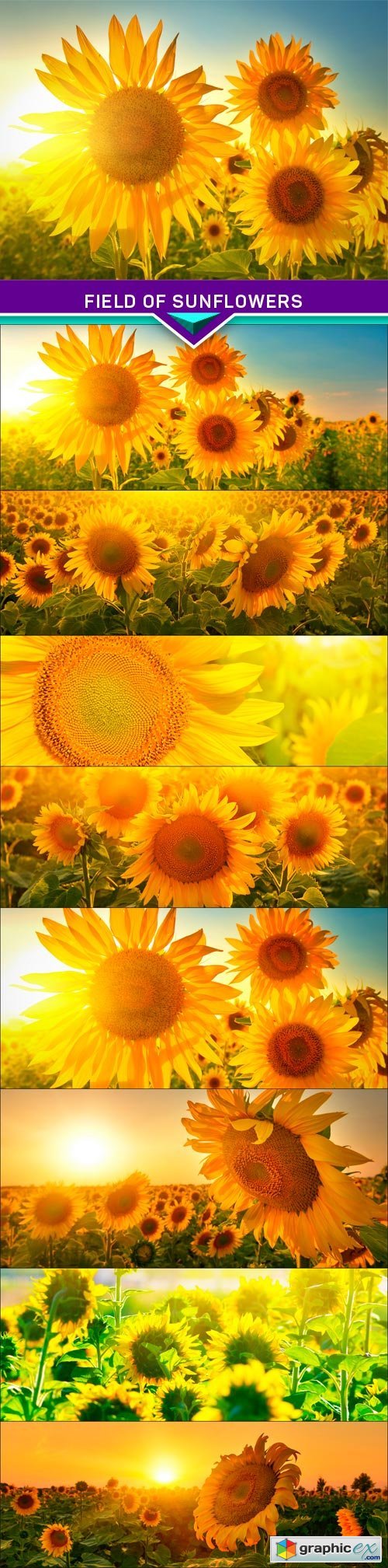 Field of sunflowers 8x JPEG