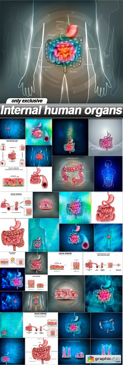 Internal human organs - 36 EPS