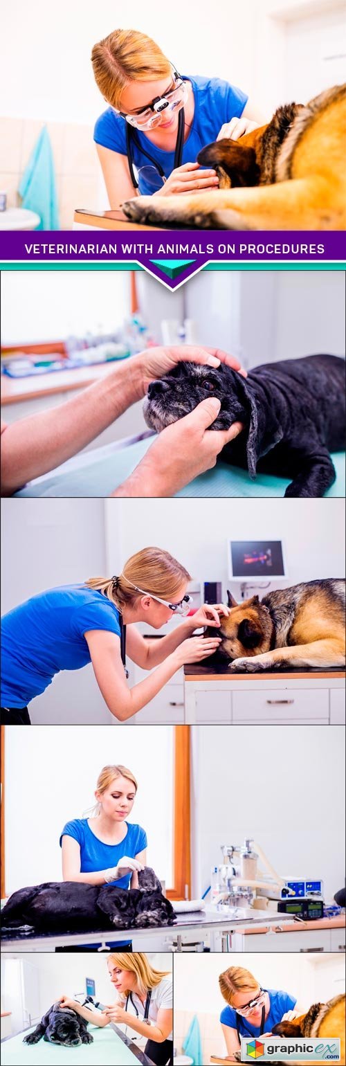 Veterinarian with animals on procedures 5x JPEG