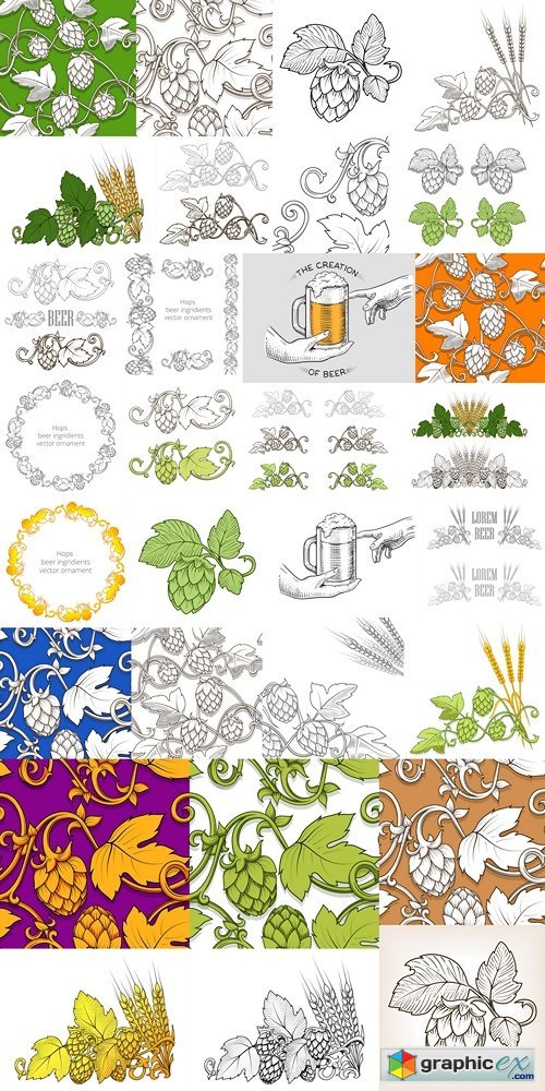 Hops and beer ornament vector illustration