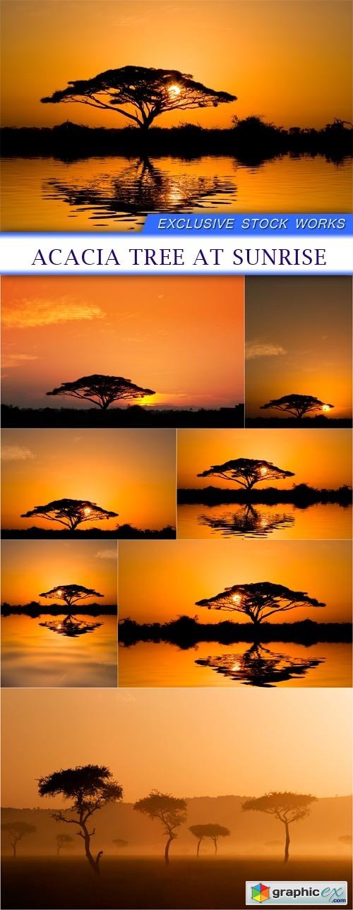 acacia tree at sunrise 7X JPEG
