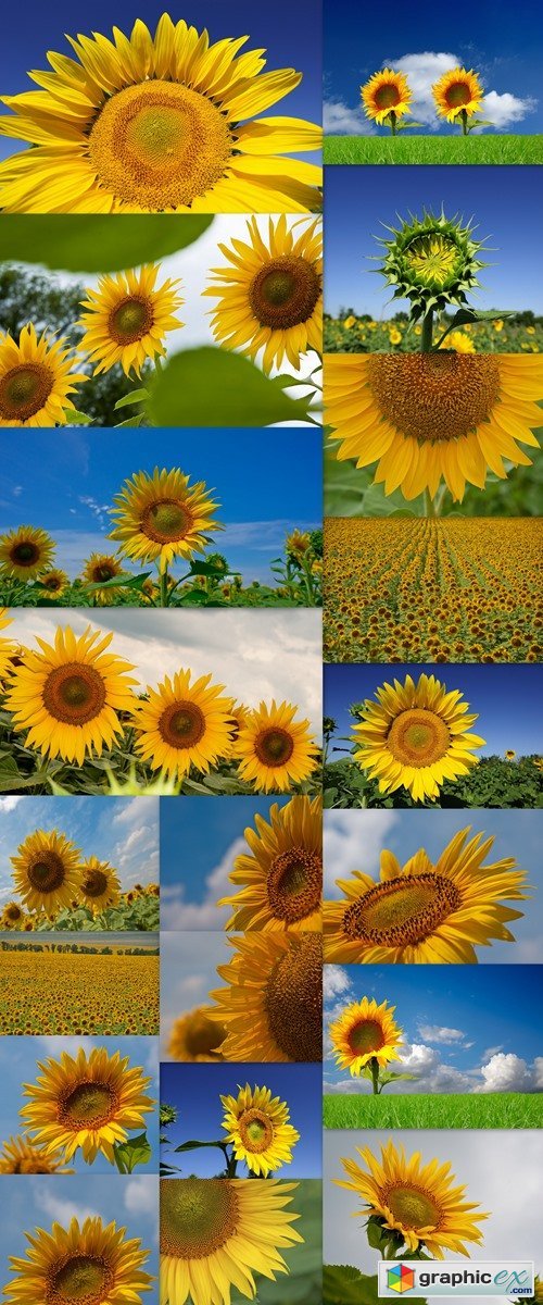 Blooming sunflowers