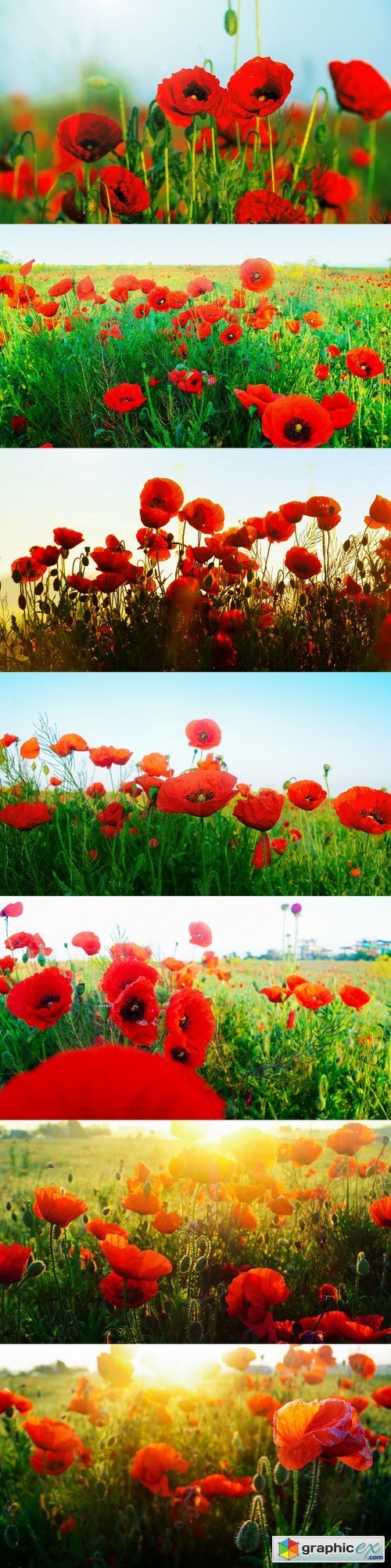 The huge field of red poppies flowers