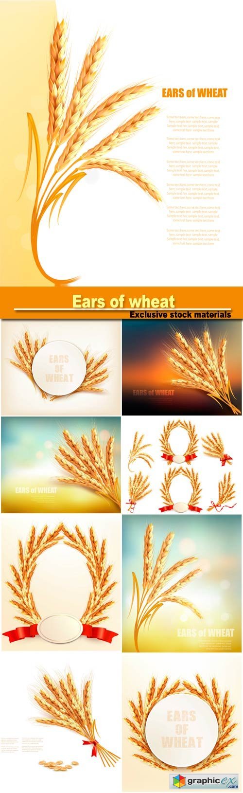 Ears of wheat, vector illustration
