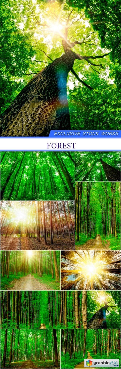 forest 10X JPEG