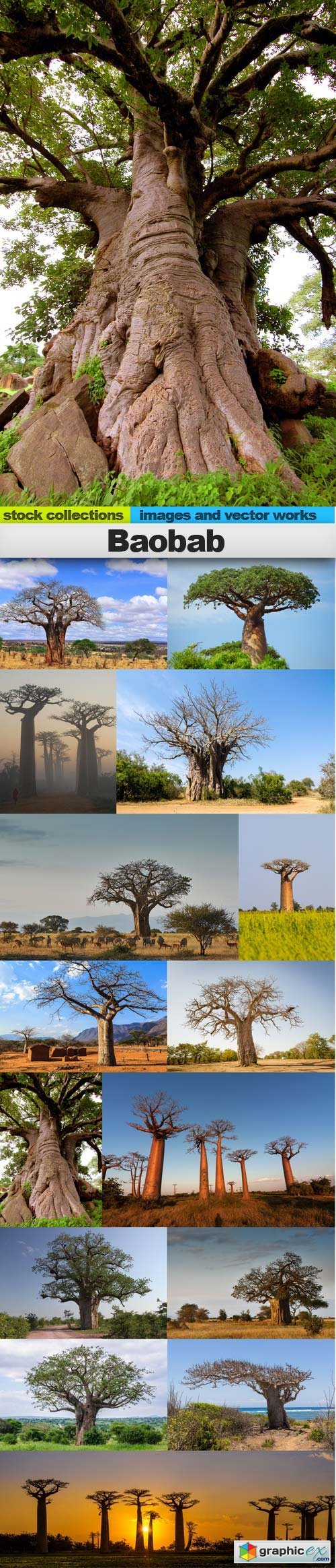 Baobab tree, 15 x UHQ JPEG